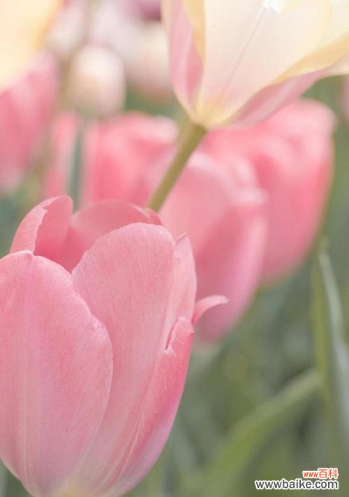 探寻郁金香花语中的温柔与浪漫 粉色郁金香花语的深意与传承