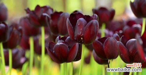 探寻郁金香花语的深层含义 郁金香25朵花语