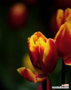 探寻郁金香花语的深层含义 郁金香25朵花语