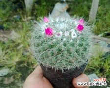 以玉翁仙人球花为载体传递幸福与繁荣的寓意 玉翁仙人球花语