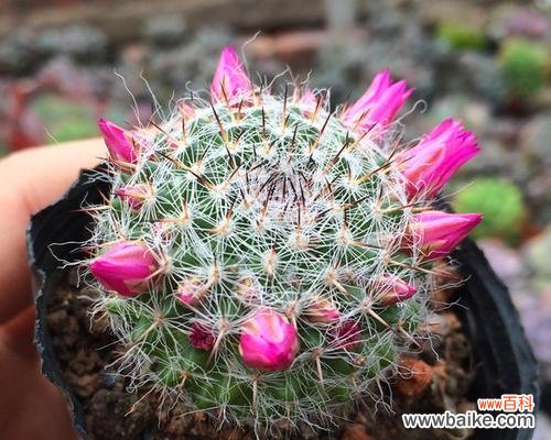 以玉翁仙人球花为载体传递幸福与繁荣的寓意 玉翁仙人球花语