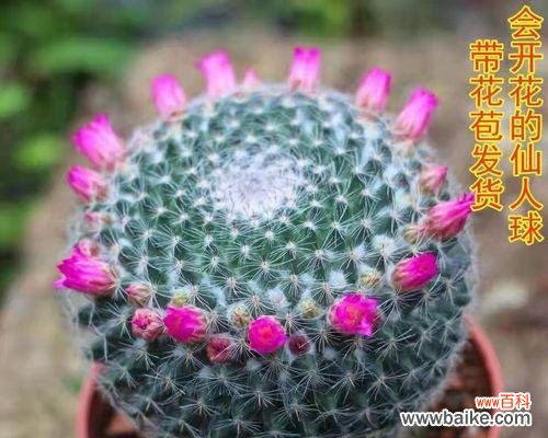 以玉翁仙人球花为载体传递幸福与繁荣的寓意 玉翁仙人球花语