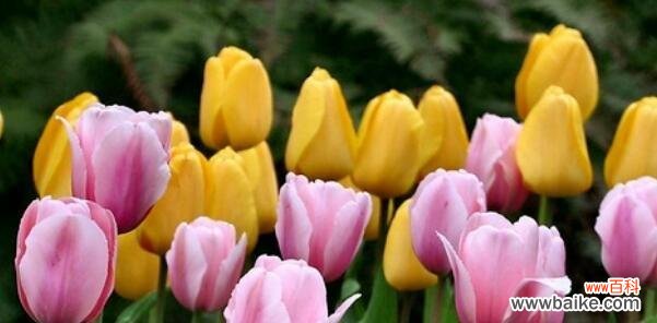 揭开郁金香花语的深层含义 郁金香花语与寓意的奥秘