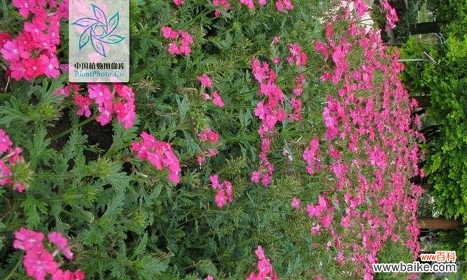 神秘的花语揭示了女雏开花的寓意 女雏会开花吗——花语与寓意解读