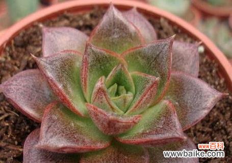 神秘的花语揭示了女雏开花的寓意 女雏会开花吗——花语与寓意解读