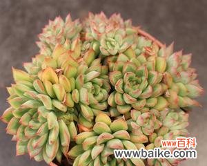 神秘的花语揭示了女雏开花的寓意 女雏会开花吗——花语与寓意解读