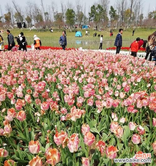 春季种植 郁金香花的种植时间与意义