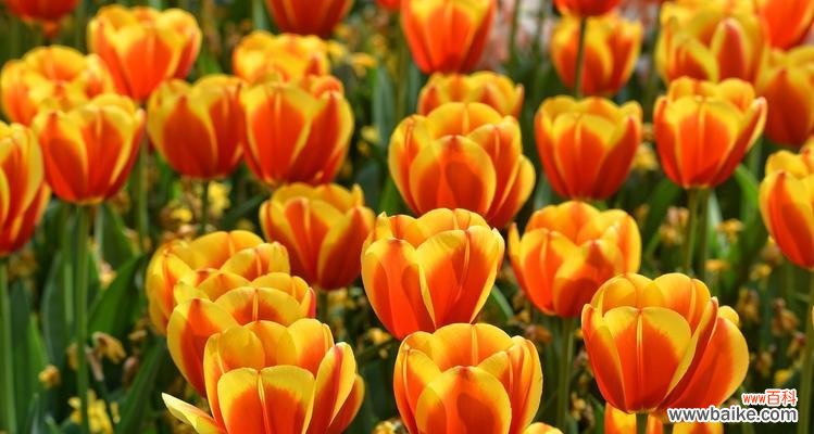 春季种植 郁金香花的种植时间与意义