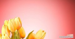 揭示郁金香花语的含义及象征 郁金香花的花语