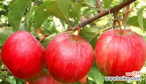 苹果在文化 苹果之象征