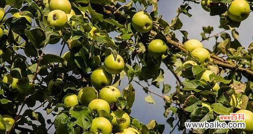 苹果在文化 苹果之象征