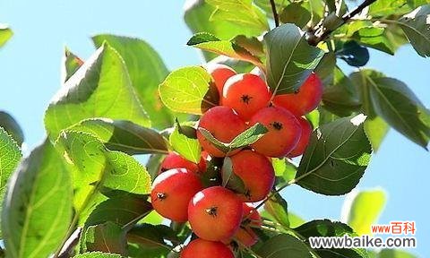 苹果在文化 苹果之象征