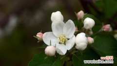 探索苹果花在文化和心理层面的独特意义 苹果花的象征意义及文化传承