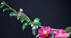 菩提花的花语是什么 菩提花的花语及其深意