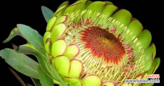 菩提花的花语是什么 菩提花的花语及其深意