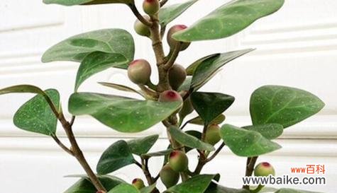 菩提开花的意义与解读 菩提开花,悟道之美