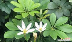 菩提开花的意义与解读 菩提开花，悟道之美