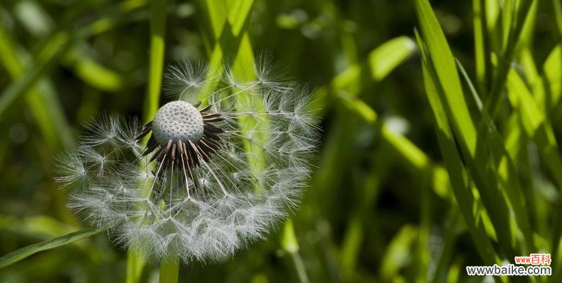 蒲公英的美丽与坚韧 蒲公英的象征意义及寓意