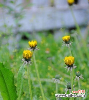 蒲公英花的神秘力量与心灵寄托 蒲公英花的象征意义与美丽传承