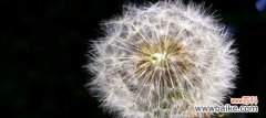 蒲公英的含义与象征意义 蒲公英