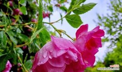 蔷薇花的种类和形态多样 蔷薇花的美丽与象征——探索蔷薇的花语和寓意