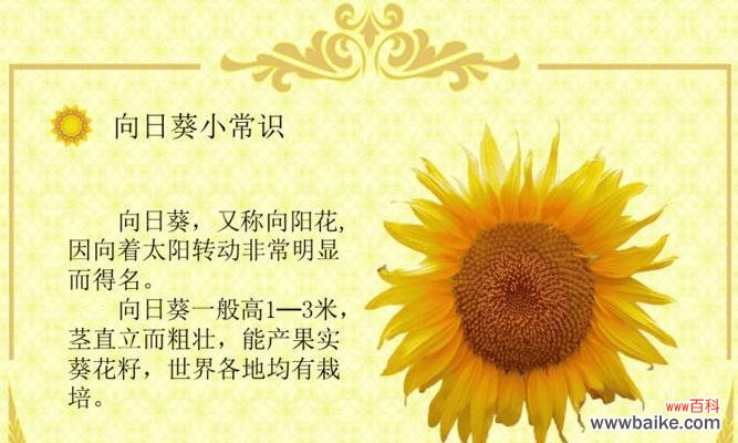 探秘七色堇的花语及象征意义 七色堇花语解析