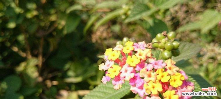 探秘七色堇的花语及象征意义 七色堇花语解析