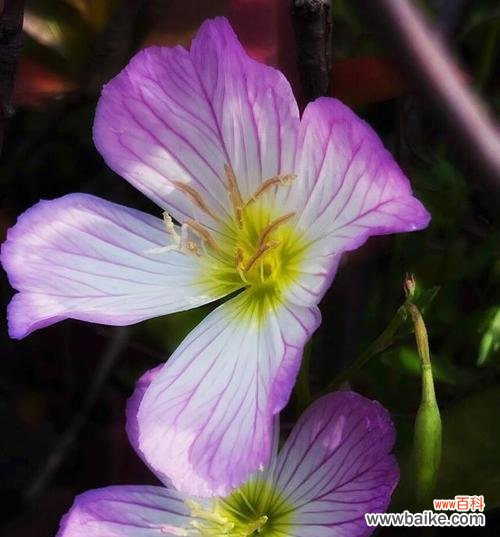 探秘七色堇的花语及象征意义 七色堇花语解析