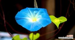 探索牵牛花的隐含寓意 牵牛花的花语和象征意义