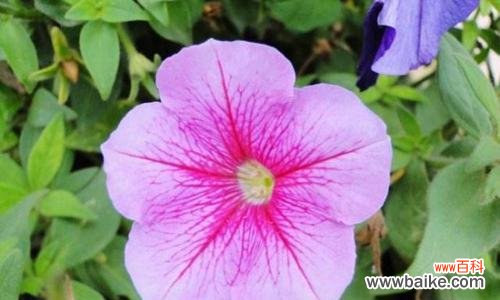 一朵含苞待放的花 牵牛花的花语