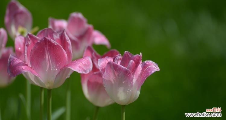 探寻郁金香粉色花的神秘之美 郁金香粉色花语的意义与象征