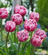 传递神秘与优雅 郁金香小黑人