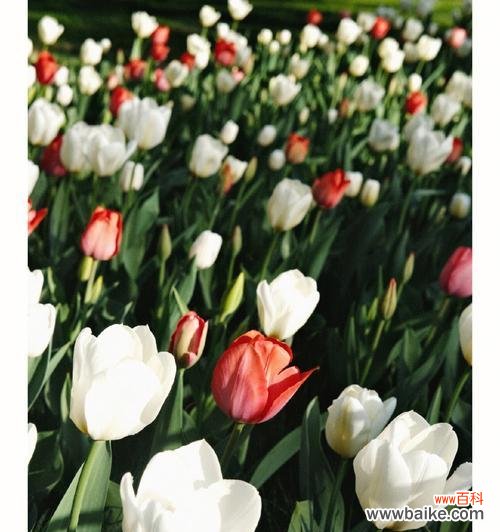 传递神秘与优雅 郁金香小黑人