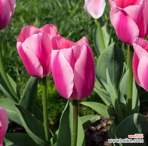 传递神秘与优雅 郁金香小黑人