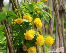 多样化的植物景观为城市增添绿意 园林植物品种多的意义