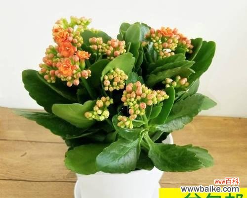 绿意长存 盆景与长寿之美