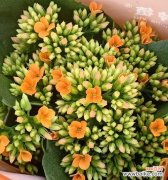 绿意长存 盆景与长寿之美