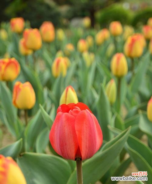 不同国家的郁金香象征与文化意义 郁金香的多重寓意