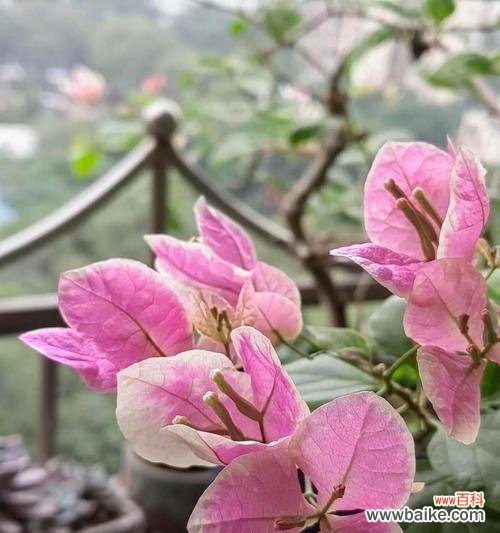 探寻月桂花语与希腊神话的奇妙联系 月桂花与希腊神话