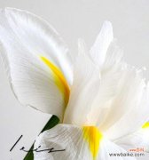 探寻月桂花语与希腊神话的奇妙联系 月桂花与希腊神话