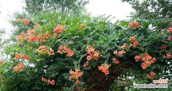 揭秘圆叶牵牛花语的起源和象征意义 圆叶牵牛花语与其美丽神秘的含义