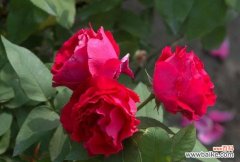 花开花谢 月季的象征意义与寓意