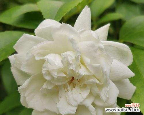 花开花谢 月季的象征意义与寓意