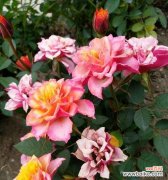 月季的品质与象征意义 月季