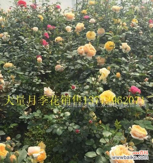 揭开月季HT花园的神秘面纱 探秘月季HT的真正意义