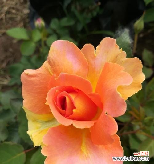 盛开的花朵传达情感与美好 月季花莲花花语与寓意