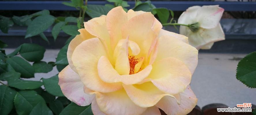 探寻花海中的情感密码 月季花的花语