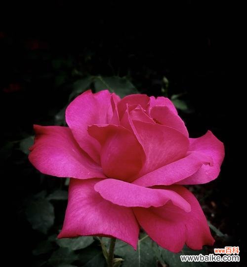 月季花色彩缤纷 月季花的绚丽色彩与花语之谜