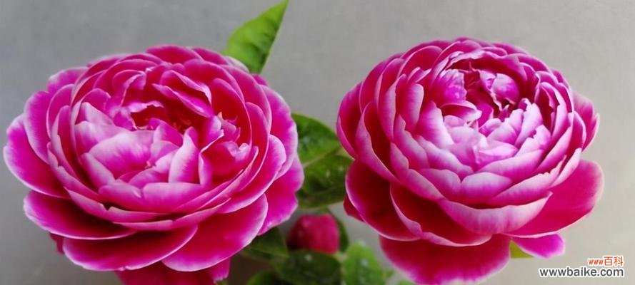 探索月季花的花语和象征意义 月季花的含义与象征