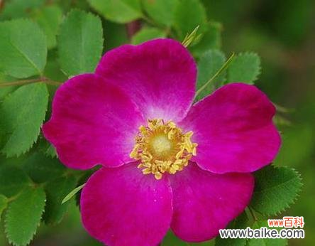 探索蔷薇亚科植物的多样性与美丽 蔷薇亚科代表植物常见植物